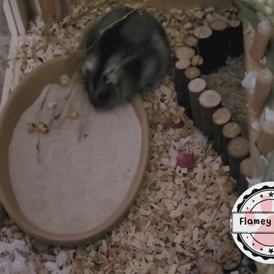 A hamster rolls around in hamster safe sand that's surrounded by beech chips. After rolling the hamster preens a little and then continues to roll.