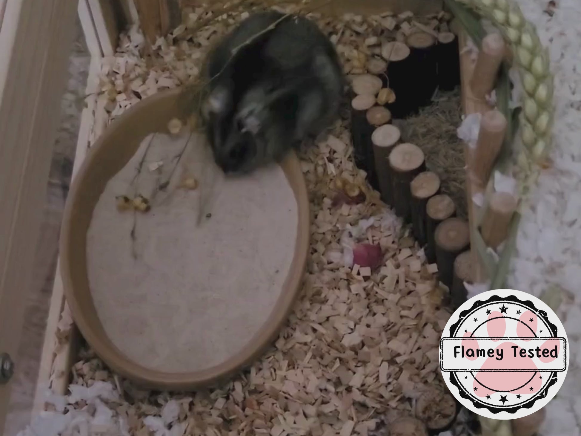 A hamster rolls around in hamster safe sand that's surrounded by beech chips. After rolling the hamster preens a little and then continues to roll.